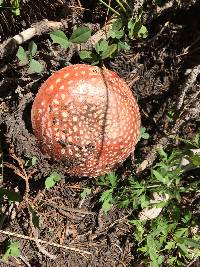 Amanita muscaria image