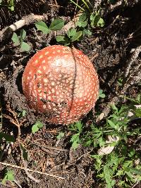 Amanita muscaria image