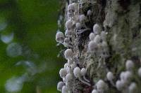 Coprinellus disseminatus image