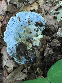 Lactarius indigo image