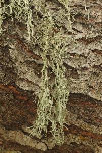 Ramalina leptocarpha image