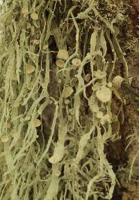 Ramalina leptocarpha image