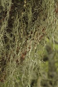 Ramalina leptocarpha image