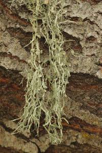 Ramalina leptocarpha image