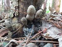 Xylaria polymorpha image