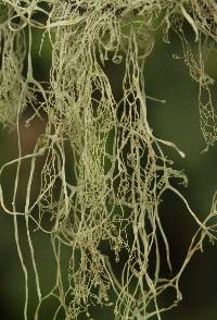 Ramalina menziesii image