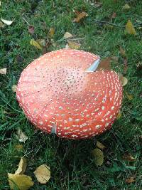 Amanita muscaria image