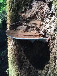 Ganoderma applanatum image