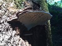 Ganoderma applanatum image