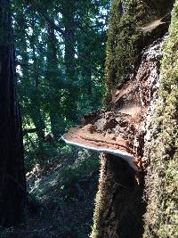 Ganoderma applanatum image