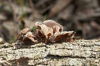 Auricularia auricula-judae image