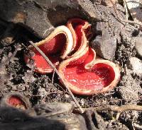 Sarcoscypha coccinea image