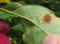 Gymnosporangium juniperi-virginianae image