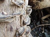 Trametes versicolor image