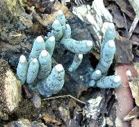 Xylaria polymorpha image