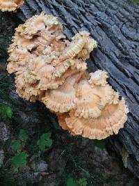 Laetiporus sulphureus image