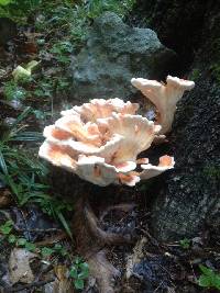 Laetiporus sulphureus image