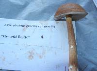 Austroboletus gracilis image