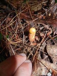 Heimioporus betula image