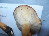 Polyporus radicatus image