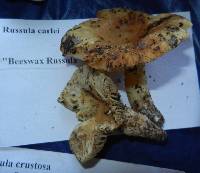 Russula earlei image