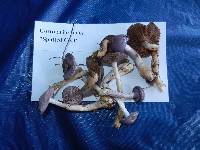 Cortinarius iodes image