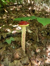 Heimioporus betula image