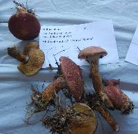 Suillus pictus image