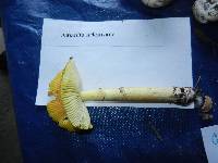 Amanita arkansana image