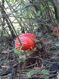 Amanita muscaria image
