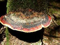 Fomitopsis pinicola image