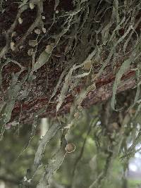 Ramalina leptocarpha image