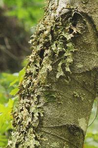 Lobaria pulmonaria image