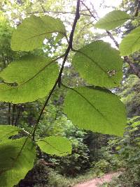 Lobaria pulmonaria image