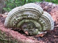 Ganoderma applanatum image