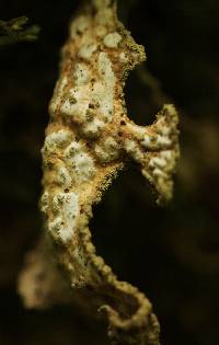 Lobaria pulmonaria image