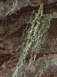 Ramalina leptocarpha image