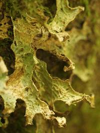 Lobaria pulmonaria image