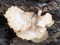 Schizophyllum commune image