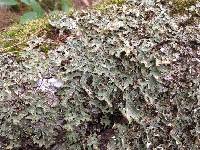 Lobaria pulmonaria image