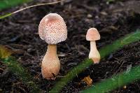 Leucoagaricus americanus image