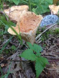 Gomphus floccosus image