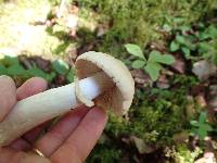 Cortinarius caperatus image