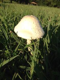 Amanita thiersii image