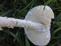 Amanita thiersii image