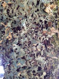 Lobaria pulmonaria image