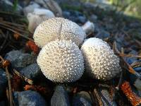 Lycoperdon perlatum image