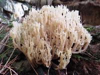 Artomyces pyxidatus image