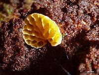 Favolaschia calocera image