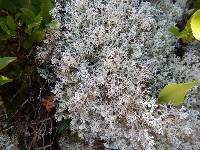 Cladonia rangiferina image